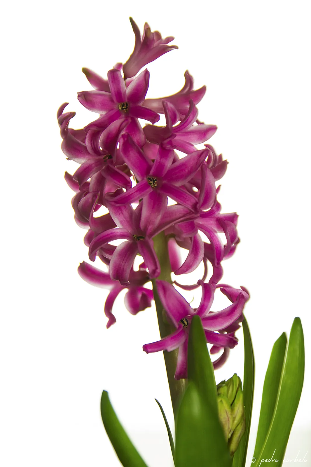 fotografia de producto especializada